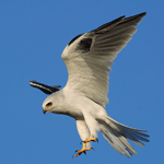 White tailed Kite flying.
