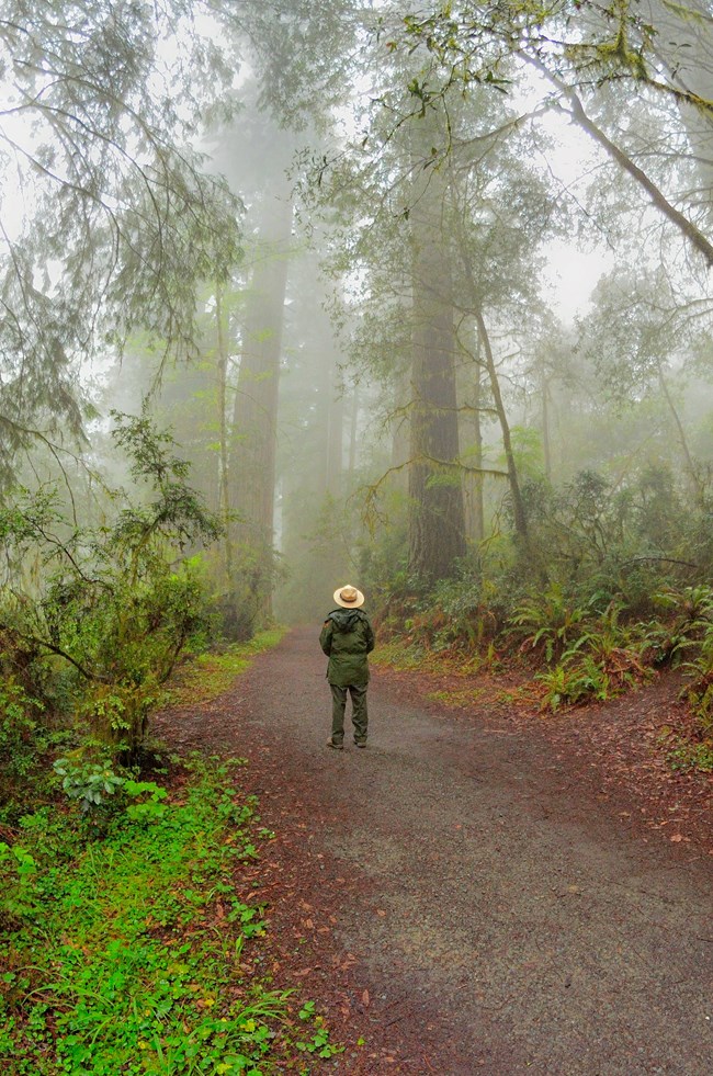 A ranger walks under redwood on a misty morning