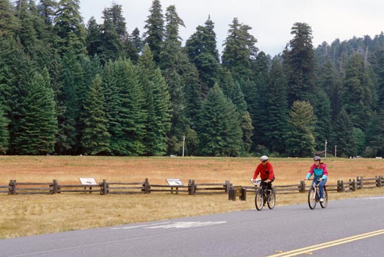 Bicyclists on the Newton B. Drury Scenic Parkway, Prairie Creek Redwoods State Park.