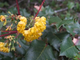 oregon grape
