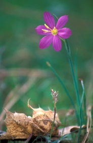 blue-eyed grass