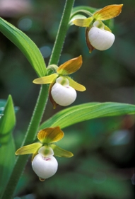 lady slippers