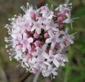 valerian