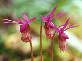 calypso orchid