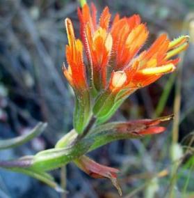 coast paintbrush