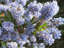 blue blossom