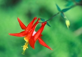 crimson columbine