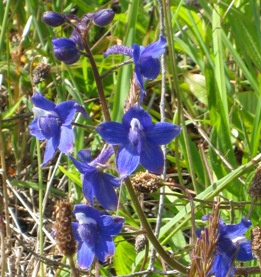 larkspur