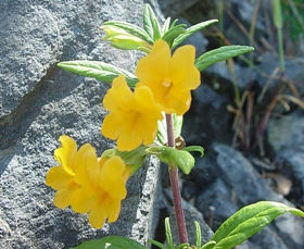 sticky monkeyflower