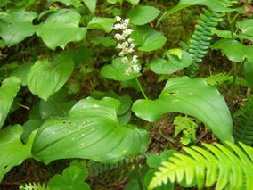false lily of the valley