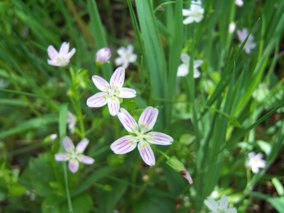 siberian candyflower