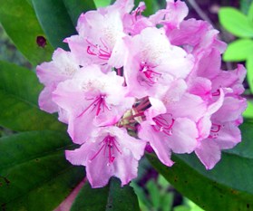 pacific rhododendron