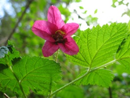 salmonberry