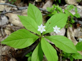 pacific starflower