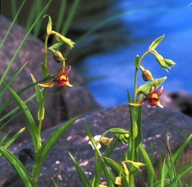 stream orchid