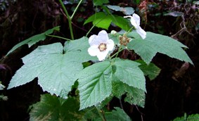thimbleberry