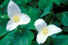 western trillium