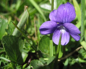 western dog violet