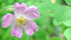 wild rose