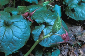 wild ginger
