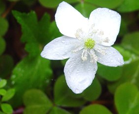 windflower
