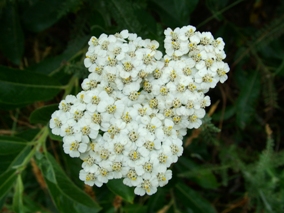 Commonyarrow Flowers on Common Yarrow  Achillea Millefolium