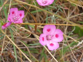 checkerbloom