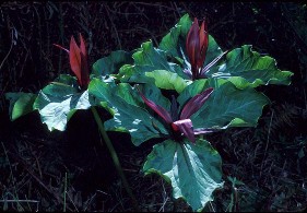 giant trillium