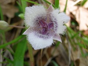 hairy star tulip