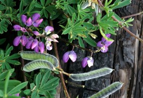 lupine