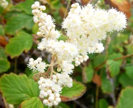 oceanspray