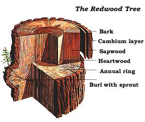 redwood tree section