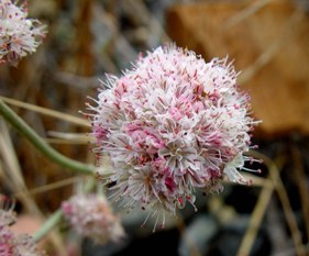 wild buckwheat