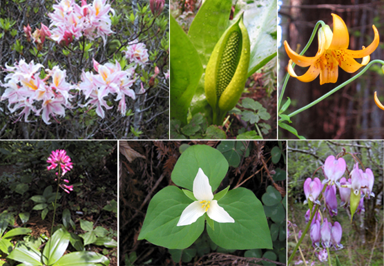 azaleas, skunk cabbage, columbia lily, clintonia, trillium, bleeding heart