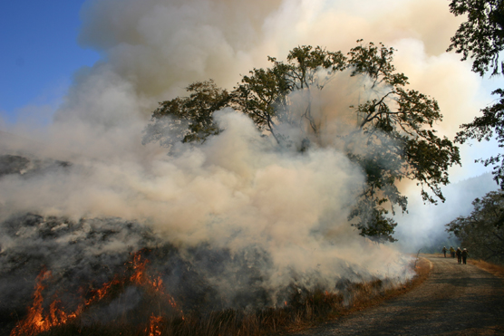 Prescribed fire