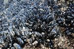 California Mussels