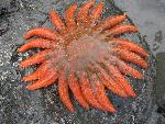 Sea Star on Rock