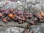 Many Sea Stars in Tidepool