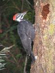 Pileated Woodpecker