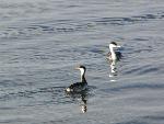Grebes