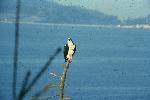 Osprey on Branch