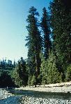Tall Trees Grove and Redwood Creek