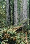 Ancient Coast Redwood Forest & Nurse Log