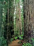 Simpson-Reed Grove Hikers