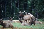 Roosevelt Elk Males