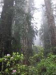 Rhodes, Redwoods, & Summer Fog