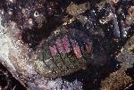 Chiton