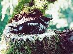 Nesting Marbled Murrelet