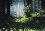 Fog in Ancient Coast Redwood Forest