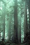 Fog in Lady Bird Johnson Grove